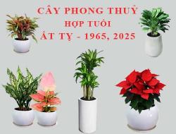 Tuổi Ất Tỵ hợp cây gì, trồng cây gì theo phong thuỷ?