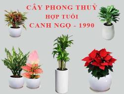 Tuổi Canh Ngọ hợp cây gì, trồng cây gì theo phong thuỷ?