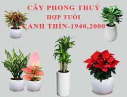 Tuổi Canh Thìn hợp cây gì, trồng cây gì theo phong thuỷ?