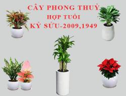 Tuổi Kỷ Sửu hợp cây gì, trồng cây gì theo phong thuỷ?