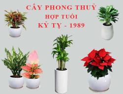 Tuổi Kỷ Tỵ hợp cây gì, trồng cây gì theo phong thuỷ?