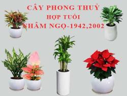 Tuổi Nhâm Ngọ hợp cây gì, trồng cây gì theo phong thuỷ?