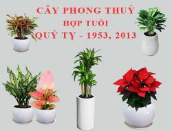 Tuổi Quý Tỵ hợp cây gì, trồng cây gì theo phong thuỷ?