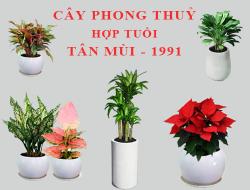 Tuổi Tân Mùi hợp cây gì, trồng cây gì theo phong thuỷ?