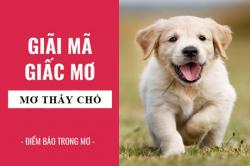 Giải mã giấc mơ: Nằm mơ thấy chó điềm báo gì, lành hay dữ? con số liên quan