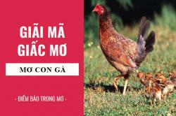 Giải mã giấc mơ: Nằm mơ thấy con gà điềm báo gì, lành hay dữ? con số liên quan