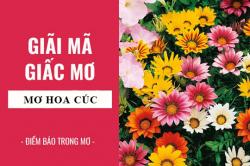 Giải mã giấc mơ: Nằm mơ thấy hoa cúc điềm báo gì, lành hay dữ? con số liên quan