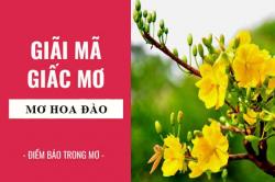 Giải mã giấc mơ: Nằm mơ thấy hoa mai, mai vàng nở điềm báo gì, lành hay dữ? con số liên quan