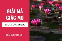 Giải mã giấc mơ: Nằm mơ thấy hoa súng điềm báo gì, lành hay dữ? con số liên quan
