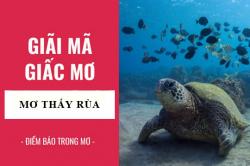 Giải mã giấc mơ: Nằm mơ thấy rùa, rùa thần điềm báo gì, lành hay dữ? con số liên quan