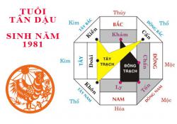 Sinh năm 1981 Tân Dậu hợp hướng nào?