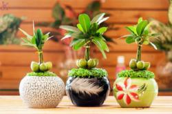 Đặt cây cảnh phong thủy trong phòng khách giúp gia chủ hút tài lộc, may mắn