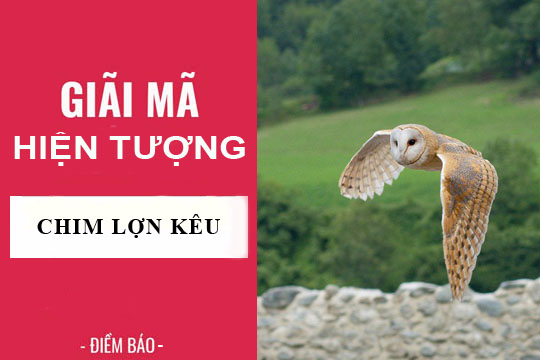 Giải mã hiện tượng: Chim lợn kêu vào nhà điềm báo gì? lành hay dữ?